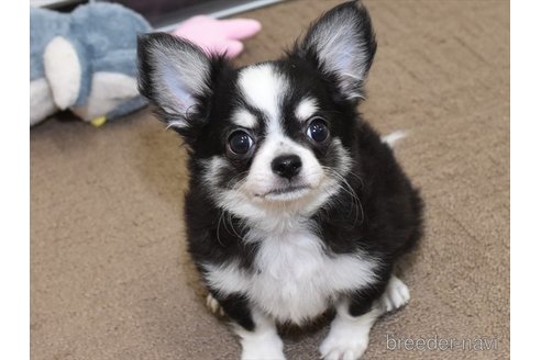 成約済の愛知県のチワワ(ロングコート)-242164の1枚目